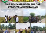 Serka Heriadi Turun Sawah, Dukung Petani Panen di Desa Kedung