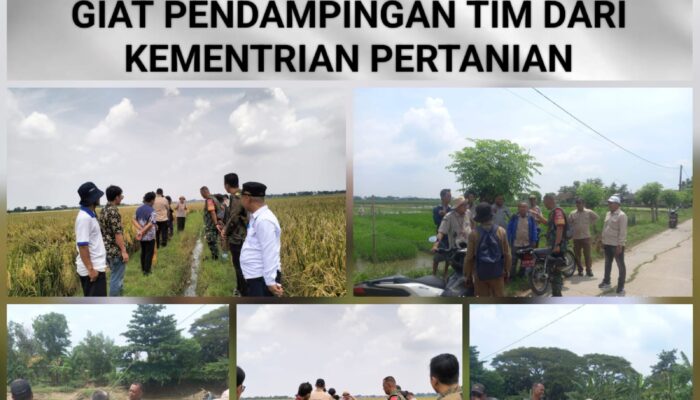 Serka Heriadi Turun Sawah, Dukung Petani Panen di Desa Kedung