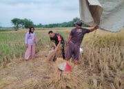 Kolaborasi di Tengah Sawah: Babinsa dan Kementan Satu Irama Dukung Petani Sukajadi