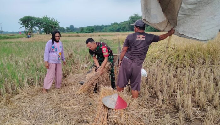 Kolaborasi di Tengah Sawah: Babinsa dan Kementan Satu Irama Dukung Petani Sukajadi