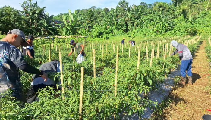 Tidak Hanya Menjaga Laut, Zona Bakamla Tengah Membuat Gebrakan dengan Panen Cabai 1,3 Ton!