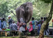 Libur Akhir Lebaran, 17 Ribu Wisatawan Kunjungi Taman Margasatwa Ragunan