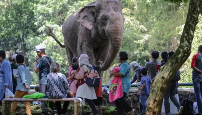 Libur Akhir Lebaran, 17 Ribu Wisatawan Kunjungi Taman Margasatwa Ragunan