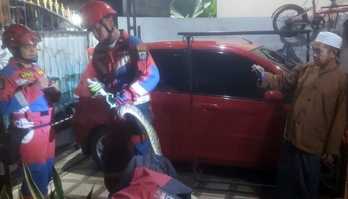 Sanca Liar di Pekarangan Rumah Warga Balekambang Condet Jakarta Timur Berhasil Dievakuasi