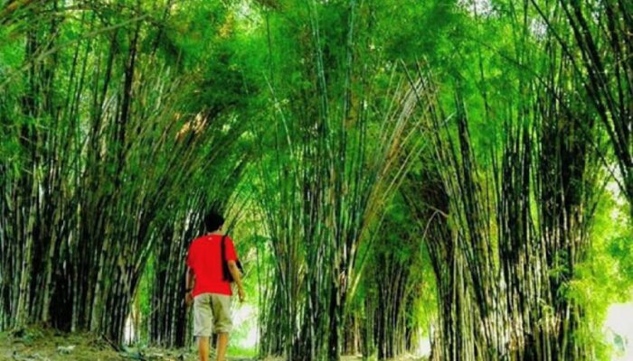 Gerakan Nasional Tanam Bambu Akan Jadi Legacy Kuat Presiden Prabowo