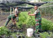 Kodim 0501/JP Sukses Budidayakan Sayur Mayur di Lahan Urban Farming