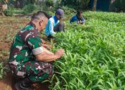 Panen Bayam dan Kangkung di Lahan Urban Farming, Babinsa Jatiluhur Wujudkan Ketahanan Pangan Bersama Warga