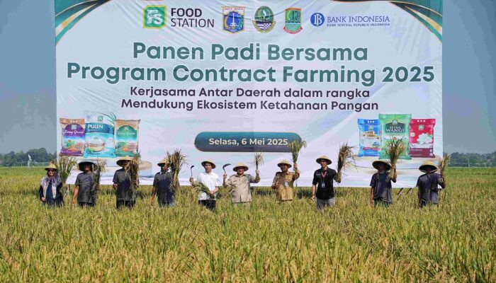 Gubernur Pramono Serahkan Bantuan Pertanian dan Panen Bersama di Karawang