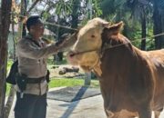 Sapi Milik Brigadir Toni Kisnavan Terpilih Jadi Hewan Kurban Presiden Prabowo 