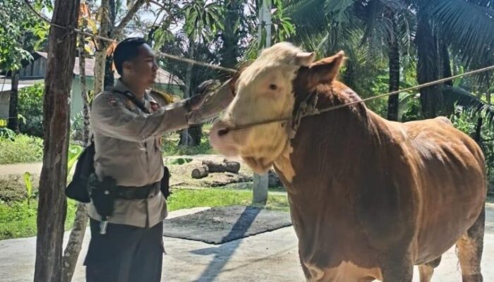 Sapi Milik Brigadir Toni Kisnavan Terpilih Jadi Hewan Kurban Presiden Prabowo 