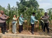 Wujud Nyata Dukung Swasembada Pangan 2025, Polsek Koja Panen Raya Jagung Serentak Kuartal II