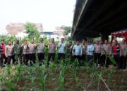 Polsek Pademangan Panen Raya Jagung Serentak Digelar di Jakarta Utara, Dihadiri Sejumlah Pejabat dan Aparat