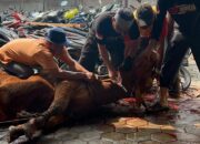 Bukti Kepedulian Sosial Polri Hari Raya Idul Adha 1446 H/2025 , Potong 13 Ekor Hewan Qurban