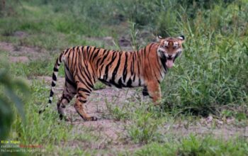 Kearifan Lokal Jadi Pilar Konservasi: Refleksi Hari Harimau Sedunia 2025 untuk Masa Depan Harimau Sumatra