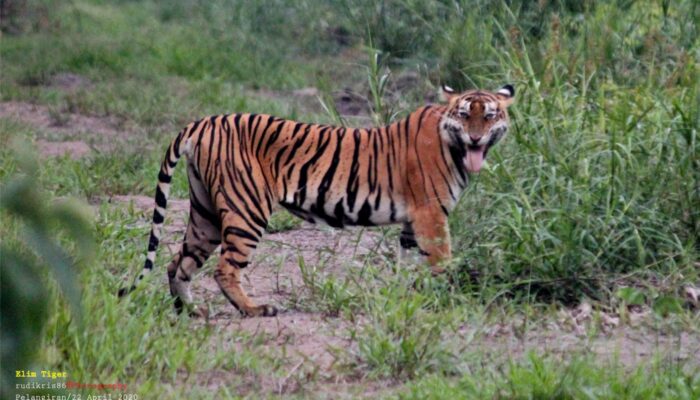 Kearifan Lokal Jadi Pilar Konservasi: Refleksi Hari Harimau Sedunia 2025 untuk Masa Depan Harimau Sumatra