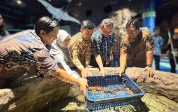Sea World Ancol Rayakan Ulang Tahun ke-33: Hadirkan Biota Baru Ikan Hiu Berjalan